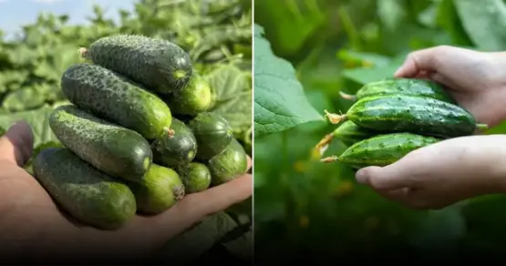 Почему базилик категорически нельзя садить рядом с огурцами