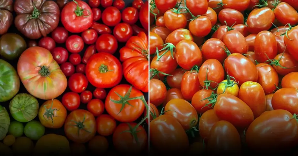 Почему у помидоров появляется много пустоцветов и как с этим бороться