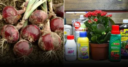 Ароматный и крупный лук на даче: пошаговая инструкция для отличного урожая
