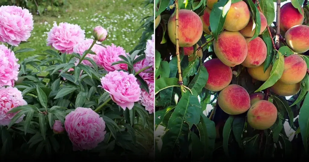 Почему не стоит сажать пионы под деревьями