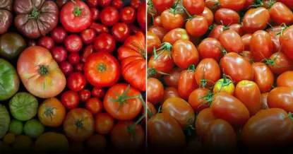 Секреты по выращиванию сладких помидоров: как добиться насыщенного вкуса