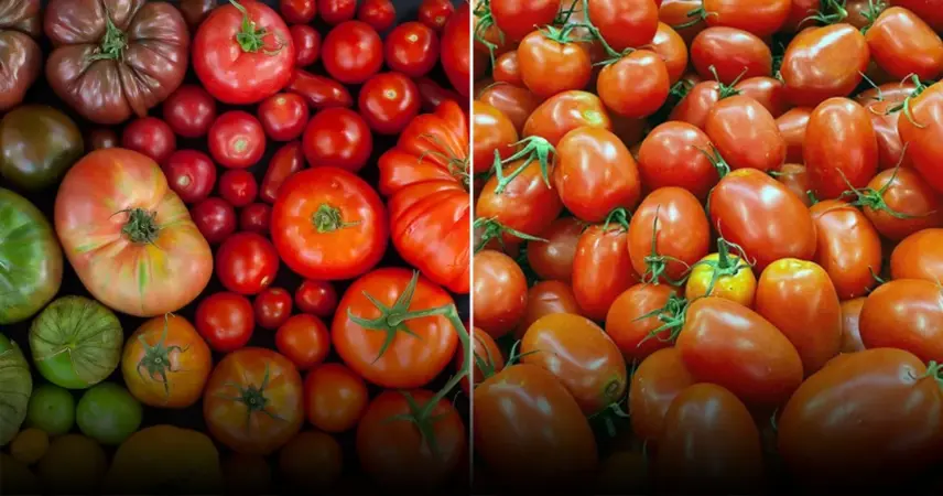 Секреты по выращиванию сладких помидоров: как добиться насыщенного вкуса