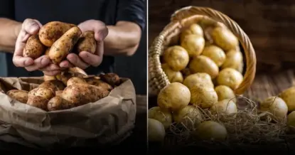 Как сохранить картошку до лета: секреты правильного хранения от опытного фермера