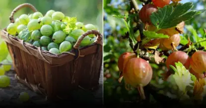 Эффективная осенняя подкормка крыжовника для увеличения урожая и размера ягод