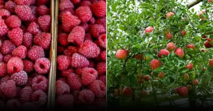 Хитрая осенняя обрезка малины: урожай круглый год